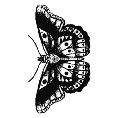 Mariposa ilustrada